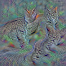 n02123597 Siamese cat, Siamese